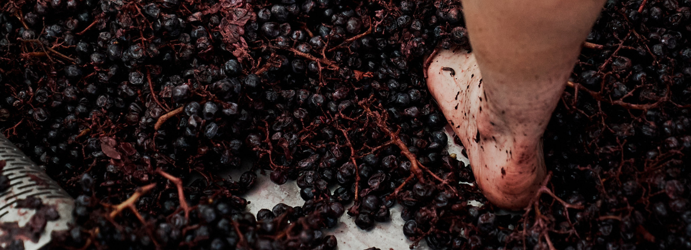 A person stomping on grapes at Tillie J